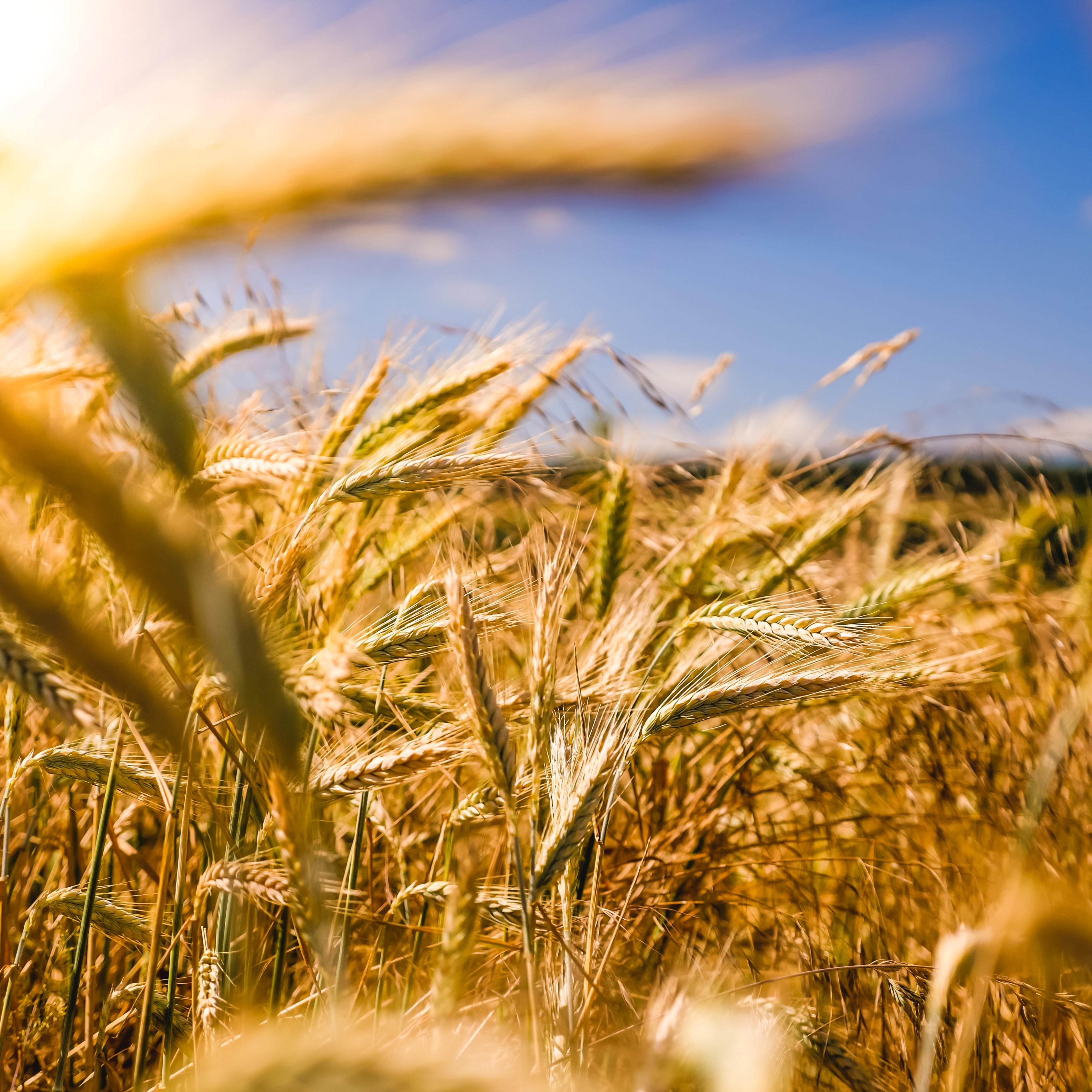 wheat in field
